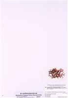 藏品(紅皮葉囊藻)的圖片